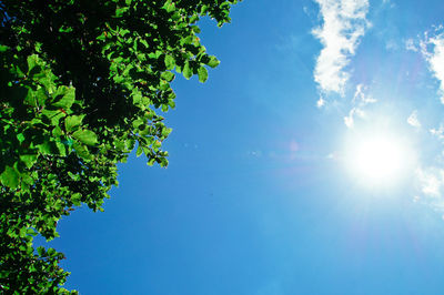 Low angle view of trees against sky on sunny day