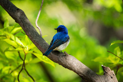 Close-up of bird perching on branch