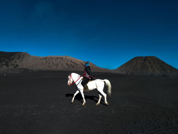 Horse riding horses in desert