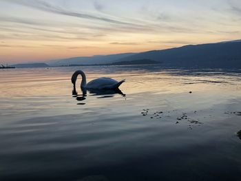 View of birds in lake against sunset sky