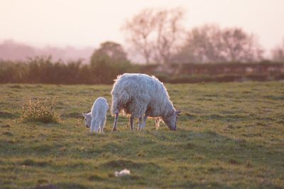 Sheep grazing on field