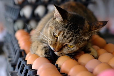 Close-up of cat relaxing at home