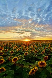 Scenic view of sunflower field against sky during sunset