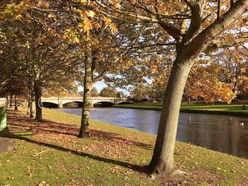 Trees by lake in park during autumn