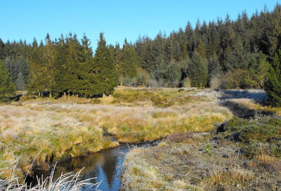 Scenic view of river amidst trees in forest against sky