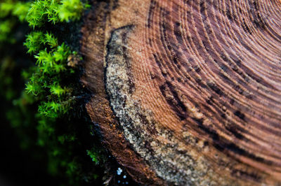 Full frame shot of tree trunk