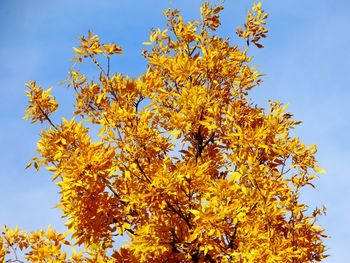 Low angle view of tree against blue sky