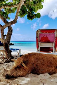 View of a resting on beach