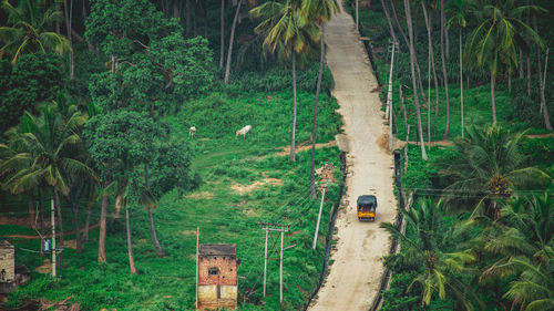 Trees in forest