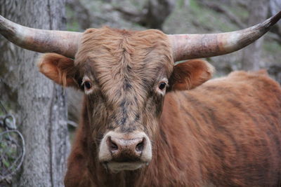 Portrait of cow standing outdoors