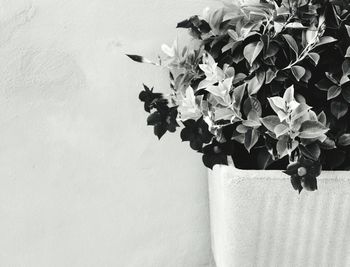 Close-up of flowers against blurred background