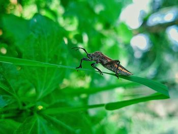 Close-up of insect on plant