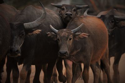 High angle view of animal on field