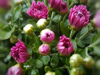 Close-up of pink flowers