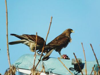 Low angle view of two alert sparrow hawks