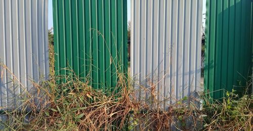 Plants growing by wall