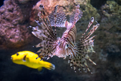 Red lionfish, predatory scorpion fish that lives on coral reefs of the indo-pacific ocean 