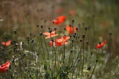 Close-up of red poppy flowers on field