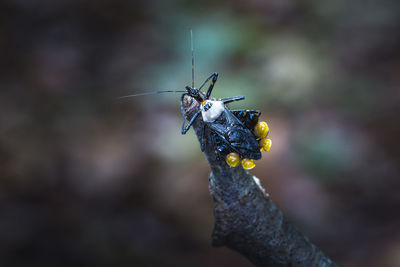 Close-up of assassin bug on plant