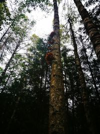 Low angle view of trees in forest against sky