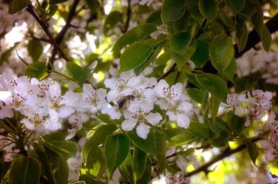 Close-up of white cherry blossoms in spring