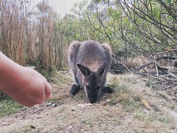 Close-up of hand feeding on field