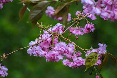 Close-up of pink flowers on tree