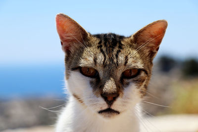 Head of tabby cat looking at camera - close up