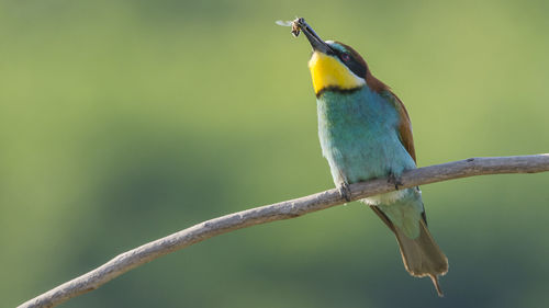 Close-up of bird holding prey in beak while perching on branch