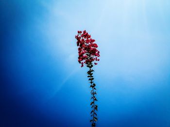 Low angle view of red flowers against blue sky