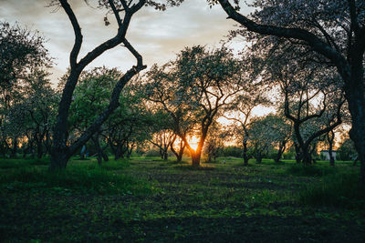 Trees on field against sky