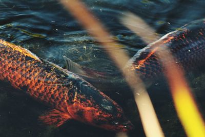 Fish swimming in sea