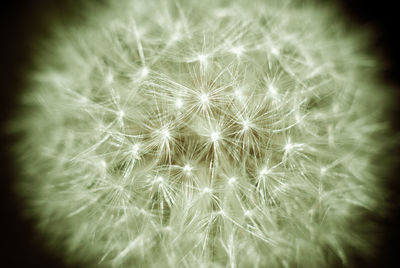 Close-up of dandelion