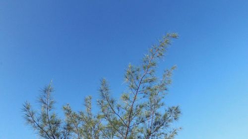 Low angle view of tree against clear blue sky