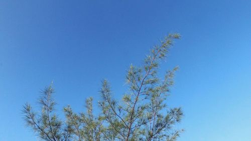 Low angle view of tree against clear blue sky