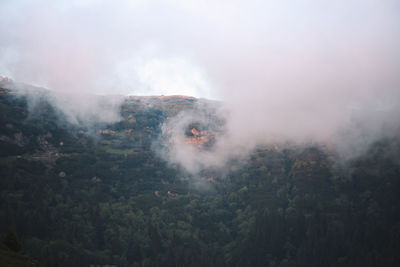 Scenic view of forest against sky