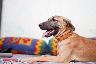 A happy dog sitting on the bed with his tongue out