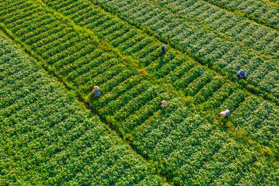 Sweet potato garden in binh tan, vinh long