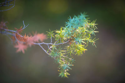 Close-up of maple leaves on tree during autumn