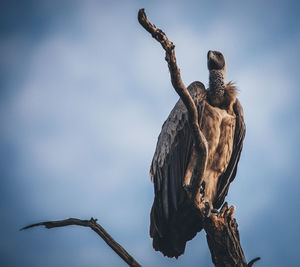 Low angle view of vulture perching on bare tree against sky