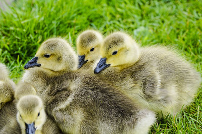 Close-up of ducklings on grass