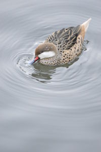 Close-up of duck swimming in lake