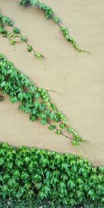 High angle view of ivy growing on plant
