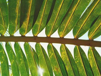 Low angle view of palm leaf