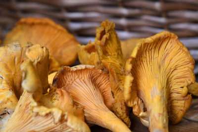 Close-up of mushrooms