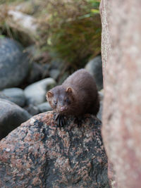 Close-up of weasel on rock