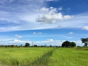 Scenic view of agricultural field against sky