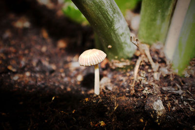 Close-up of mushroom growing on field