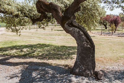 Tree on field in park