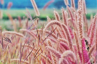 Close-up of pink flowering plants on field